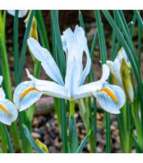 Kosatec síťkovaný bílý - Iris reticulata - cibulky kosatce - 3 ks
