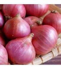 Cibule šalotka Camelot F1 - Allium cepa - semena cibule - 50 ks