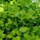 Máta peprná Mini Mint - Mentha piperita - semena máty - 20 ks