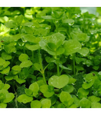 Máta peprná Mini Mint - Mentha piperita - semena máty - 20 ks