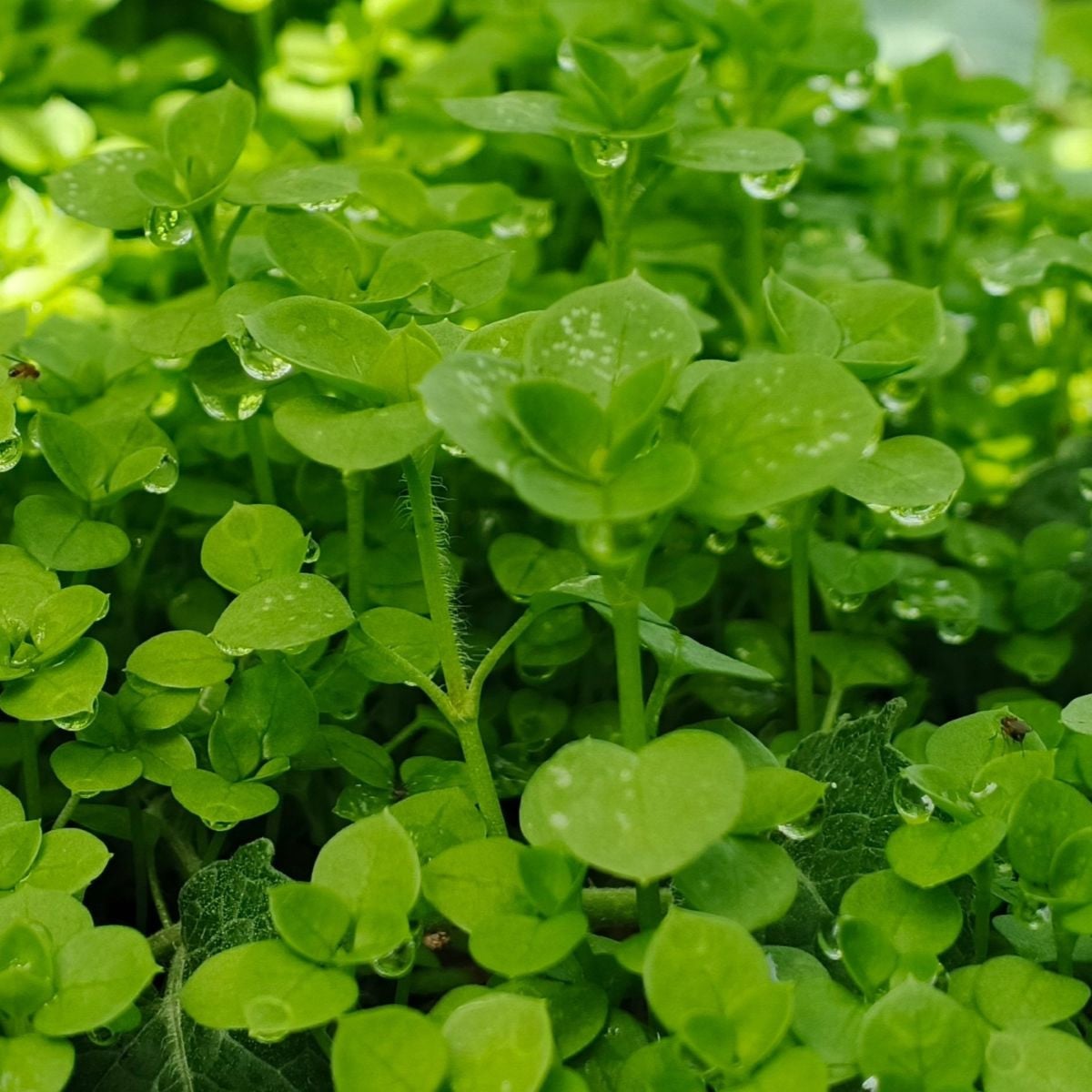 Máta peprná Mini Mint - Mentha piperita - semena máty - 20 ks