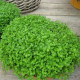 Máta peprná Mini Mint - Mentha piperita - semena máty - 20 ks