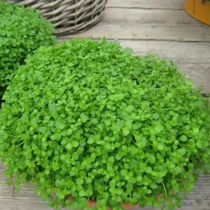 Máta peprná Mini Mint - Mentha piperita - semena máty - 20 ks