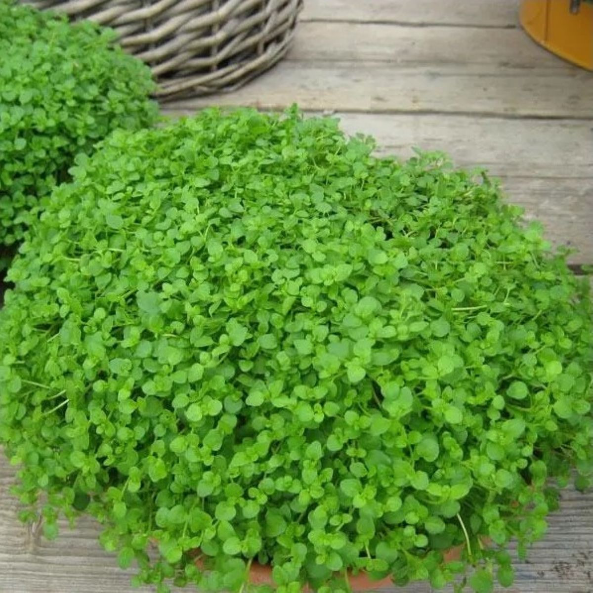 Máta peprná Mini Mint - Mentha piperita - semena máty - 20 ks