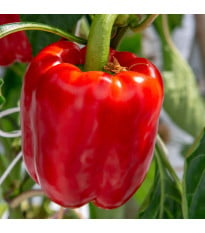 Paprika Beluga Red F1 - Capsicum annuum - semena papriky - 5 ks