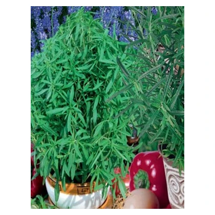 Semínka koření do Vaší kuchyně - mix semínek koření - 0,5 gr