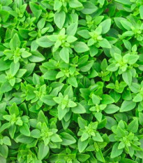 Bazalka Pluto - bazalka malolistá - prodej semen bazalky - Ocimum - 0,2 gr