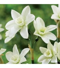 Narcis Polar Hunter - Narcissus - cibule narcisu - 3 ks