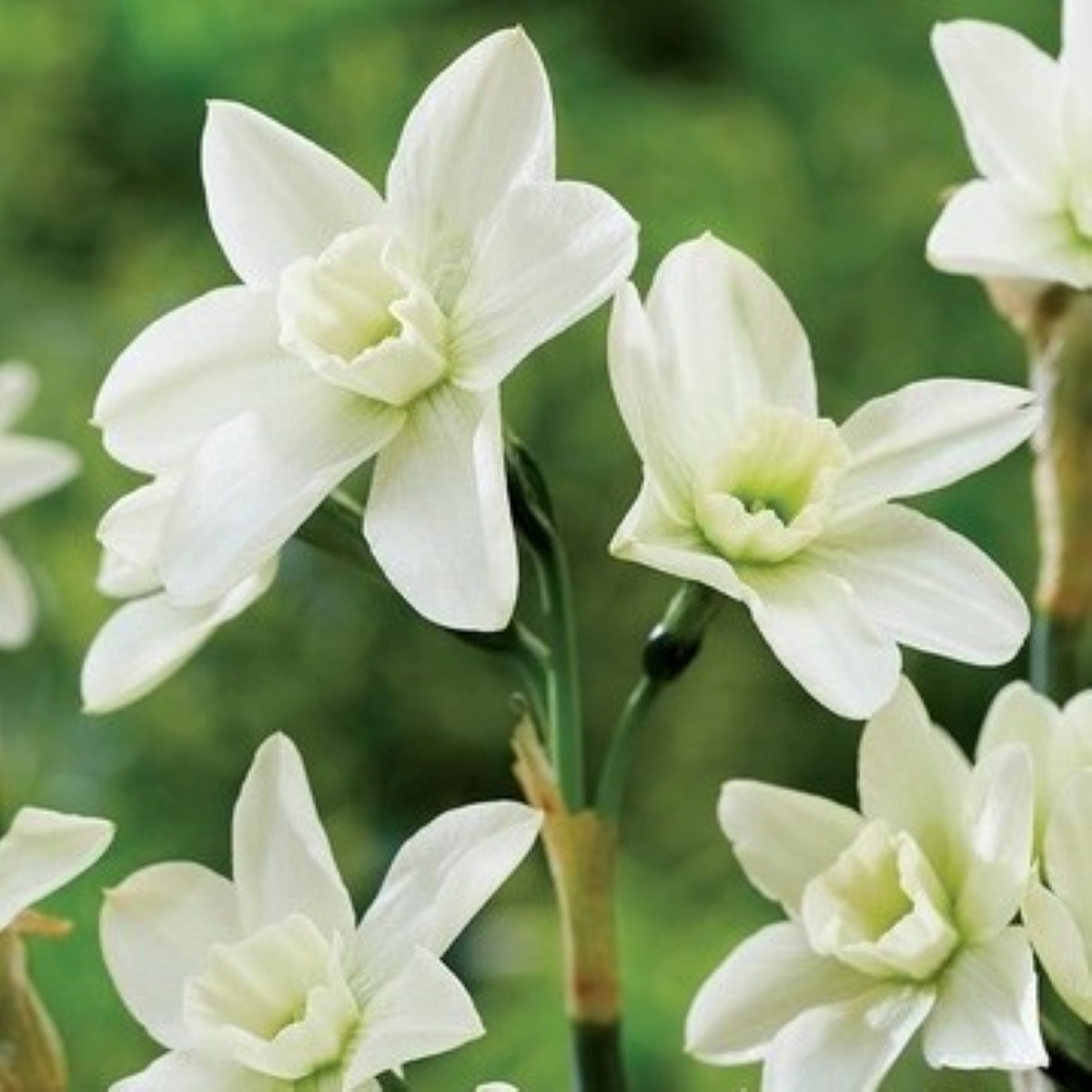 Narcis Polar Hunter - Narcissus - cibule narcisu - 3 ks