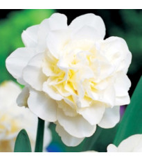 Narcis Obdam - Narcissus - cibule narcisu - 3 ks