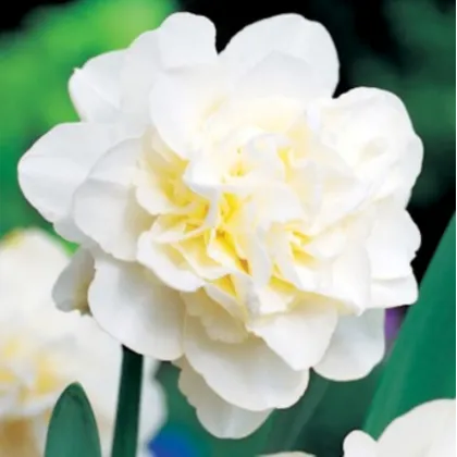 Narcis Obdam - Narcissus - cibule narcisu - 3 ks