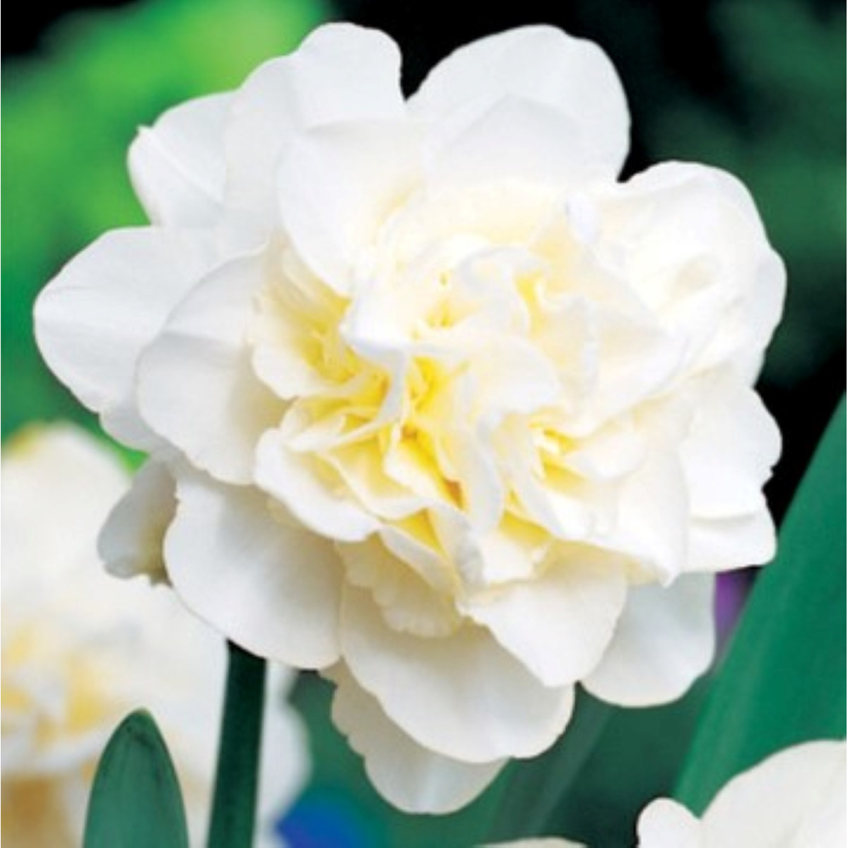 Narcis Obdam - Narcissus - cibule narcisu - 3 ks