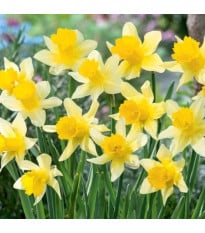 Narcis Lobularis - Narcissus - cibule narcisu - 3 ks