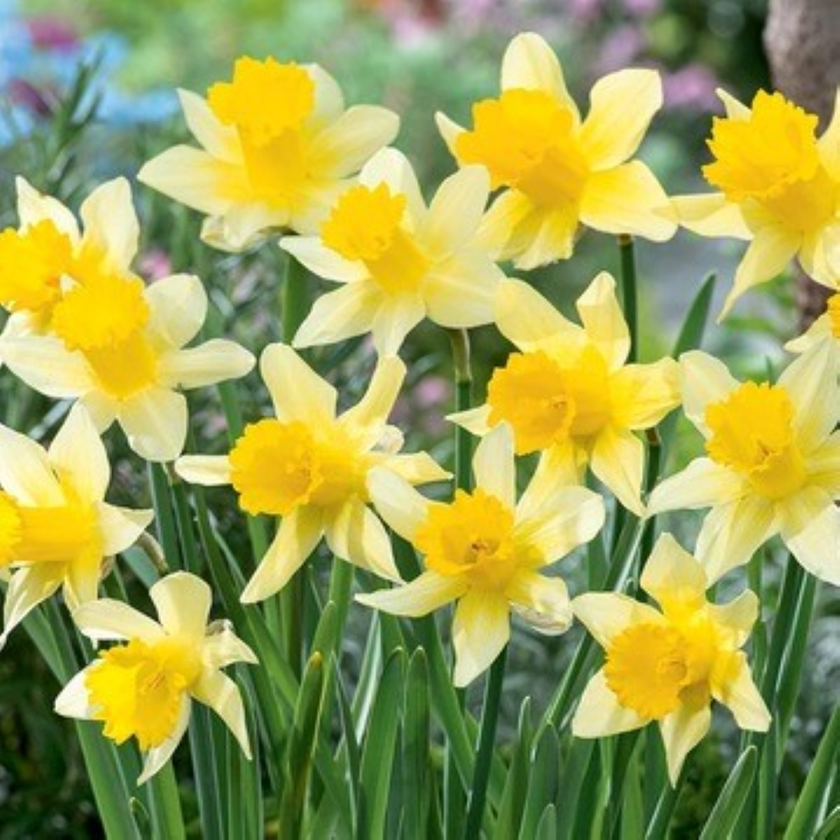 Narcis Lobularis - Narcissus - cibule narcisu - 3 ks