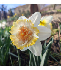 Nrcis Petit Four - Narcissus - cibule narcisu - 3 ks