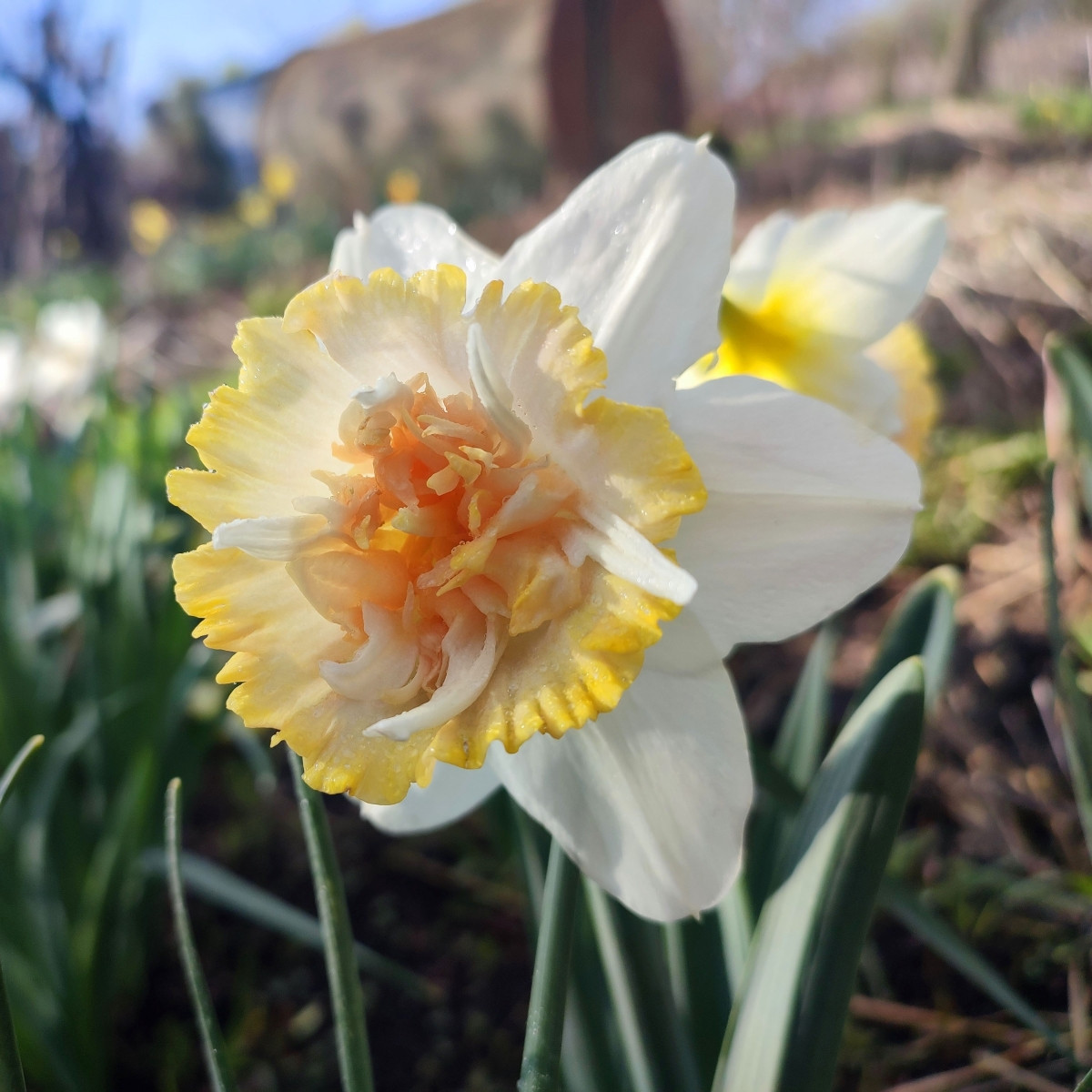 Nrcis Petit Four - Narcissus - cibule narcisu - 3 ks