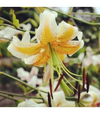 Lilie Lady Alice - Lilium - cibule lilie - 1 ks