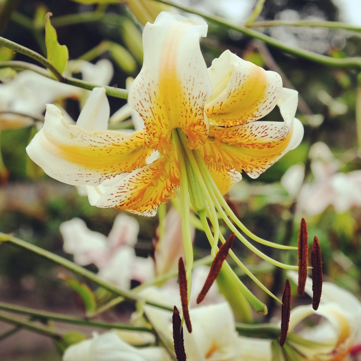 Lilie Lady Alice - Lilium - cibule lilie - 1 ks