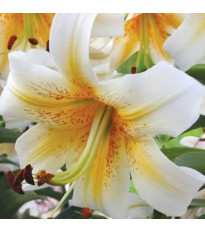 Lilie Mister Cas - Lilium - cibule lilie - 1 ks