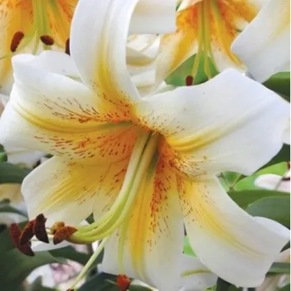 Lilie Mister Cas - Lilium - cibule lilie - 1 ks