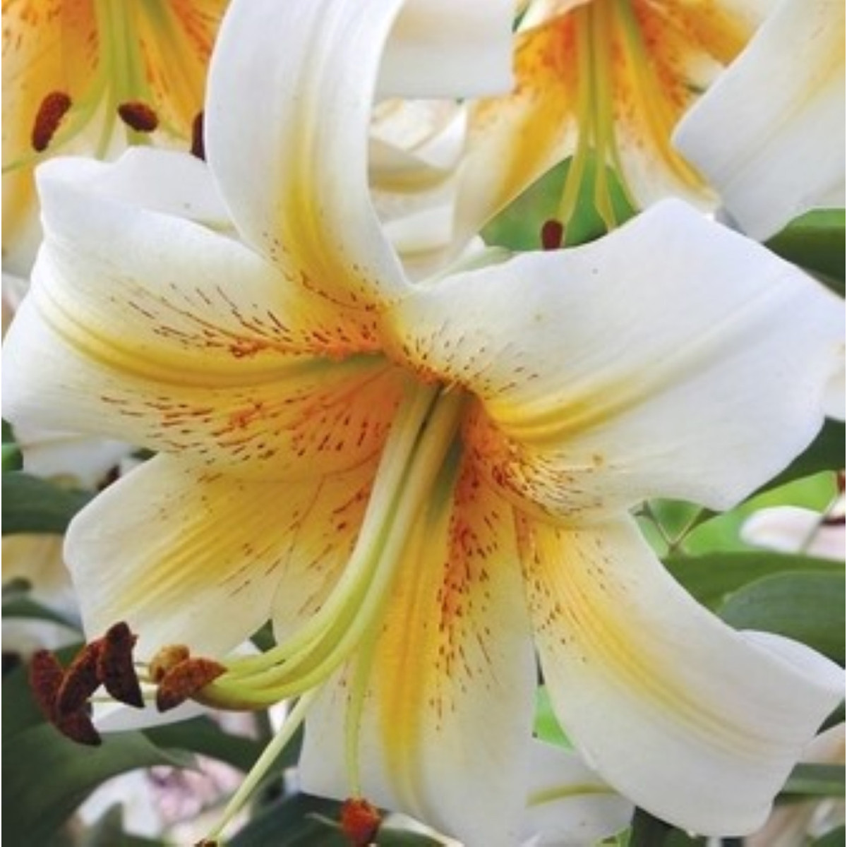 Lilie Mister Cas - Lilium - cibule lilie - 1 ks