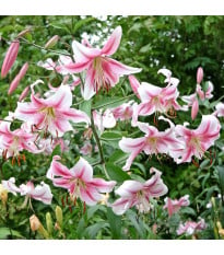 Lilie Anastasia - Lilium - cibule lilie - 1 ks