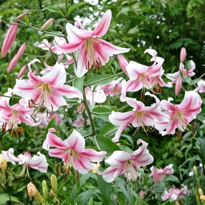 Lilie Anastasia - Lilium - cibule lilie - 1 ks