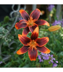 Lilie Forever Susan - Lilium - cibule lilie - 1 ks