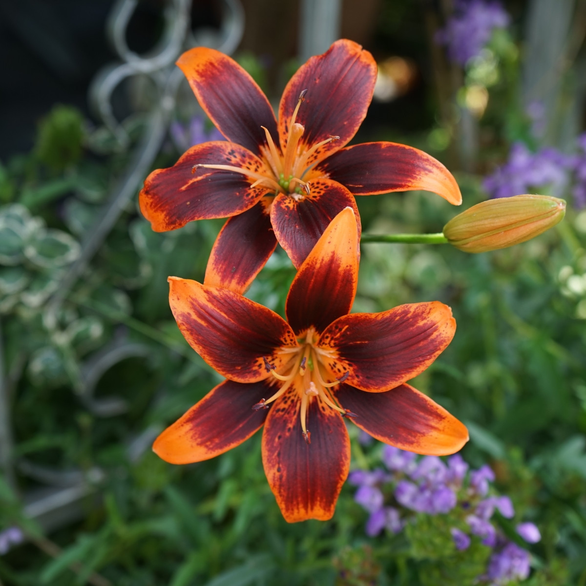 Lilie Forever Susan - Lilium - cibule lilie - 1 ks