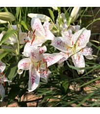 Lilie Muscadet - Lilium - cibule lilie - 1 ks