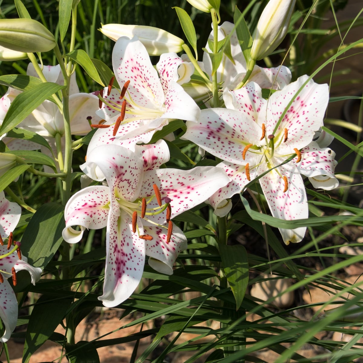 Lilie Muscadet - Lilium - cibule lilie - 1 ks