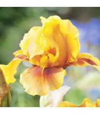 Kosatec německý Golden Muffin - Iris germanica - hlízy kosatce - 1 ks