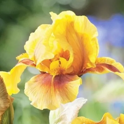 Kosatec německý Golden Muffin - Iris germanica - hlízy kosatce - 1 ks