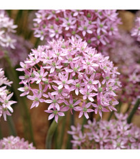 Česnek Pink Jewel - Allium - cibule okrasného česneku - 3 ks