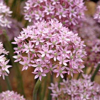 Česnek Pink Jewel - Allium - cibule okrasného česneku - 3 ks