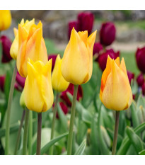 Tulipán Moonblush - Tulipa - cibuloviny - 3 ks