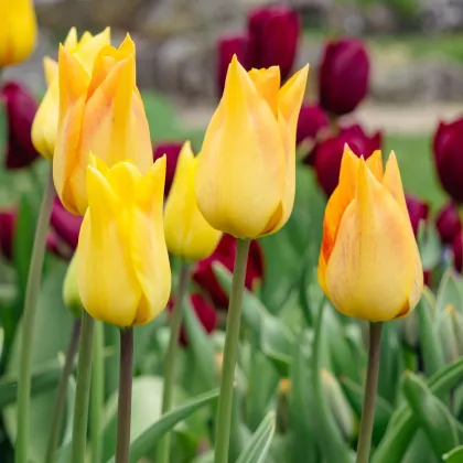 Tulipán Moonblush - Tulipa - cibuloviny - 3 ks