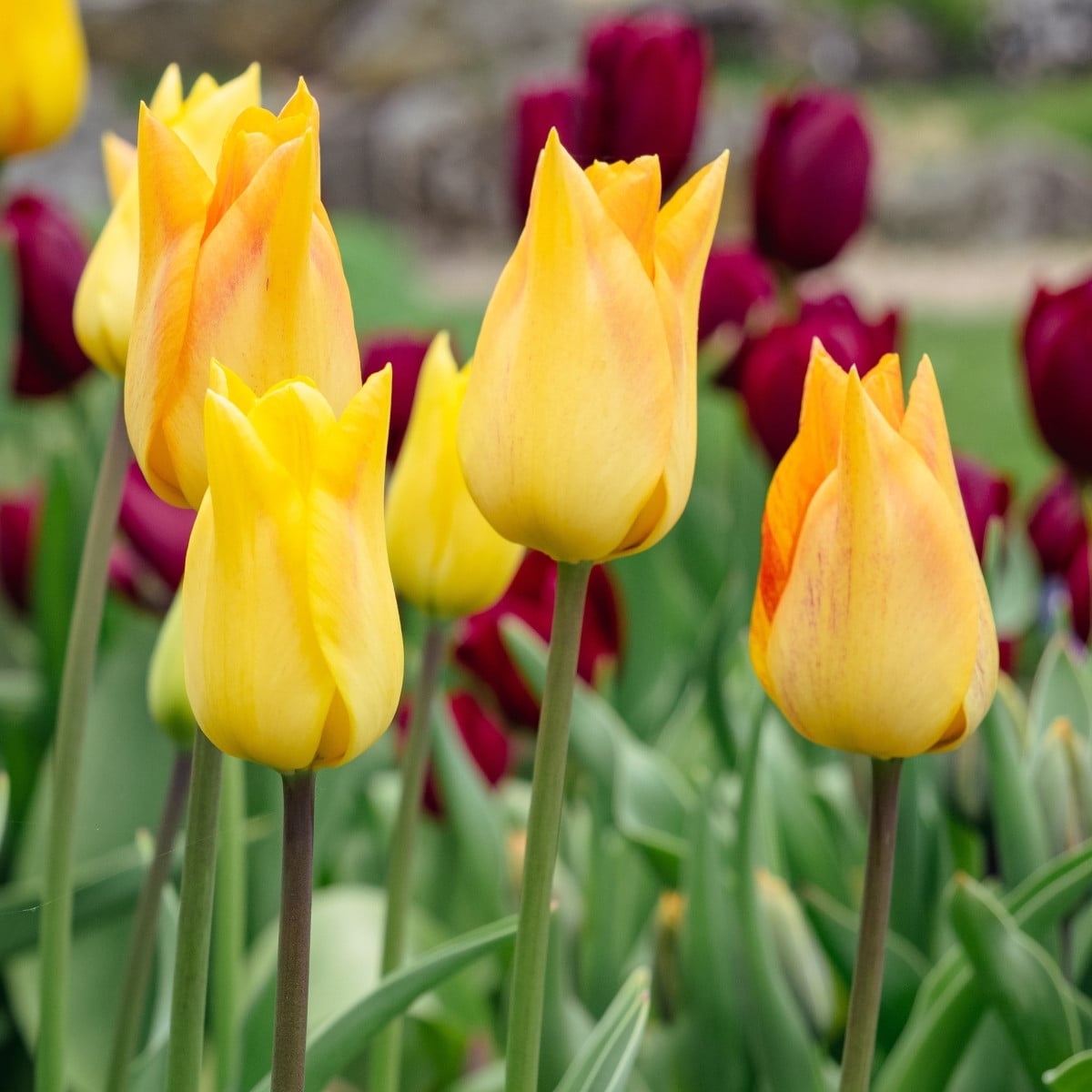 Tulipán Moonblush - Tulipa - cibuloviny - 3 ks