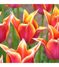 Tulipán Sonnet - Tulipa - cibuloviny - 3 ks