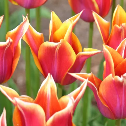 Tulipán Sonnet - Tulipa - cibuloviny - 3 ks