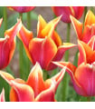 Tulipán Sonnet - Tulipa - cibuloviny - 3 ks