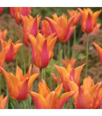 Tulipán Ballerina - Tulipa - cibuloviny - 3 ks