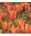 Tulipán Ballerina - Tulipa - cibuloviny - 3 ks