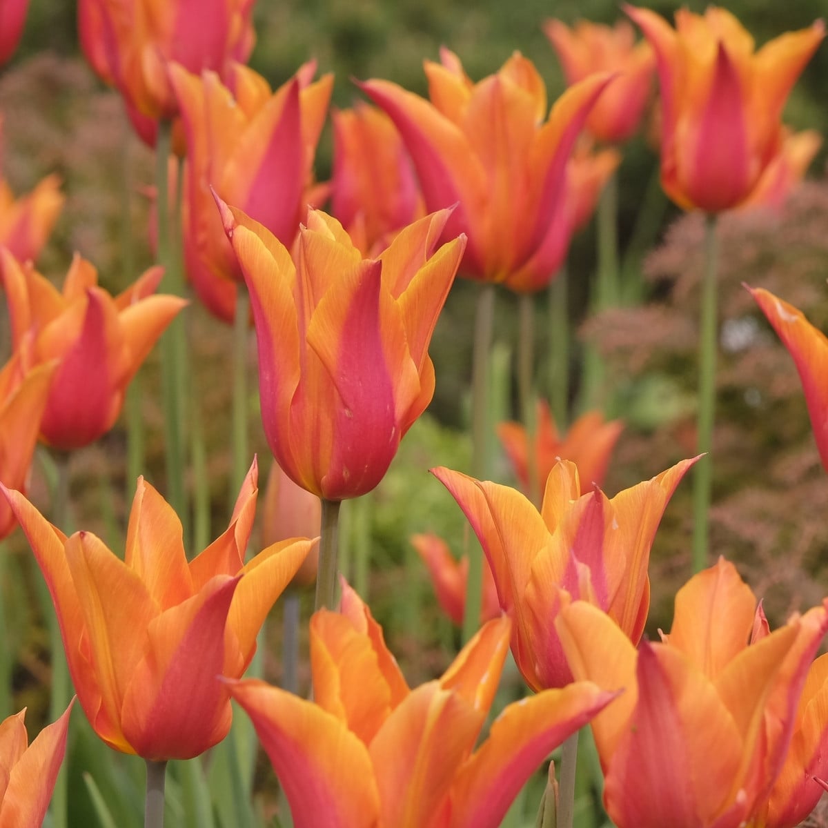 Tulipán Ballerina - Tulipa - cibuloviny - 3 ks