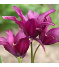 Tulipán Burgundy - Tulipa - cibuloviny - 3 ks