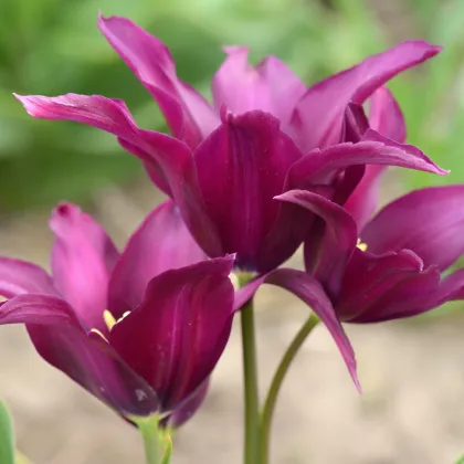 Tulipán Burgundy - Tulipa - cibuloviny - 3 ks