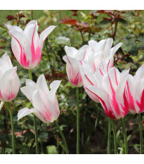 Tulipán Marilyn - Tulipa - cibuloviny - 3 ks