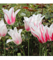 Tulipán Marilyn - Tulipa - cibuloviny - 3 ks