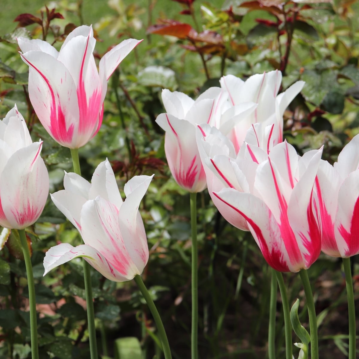 Tulipán Marilyn - Tulipa - cibuloviny - 3 ks