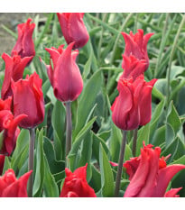 Tulipán Pretty Woman - Tulipa - cibuloviny - 3 ks